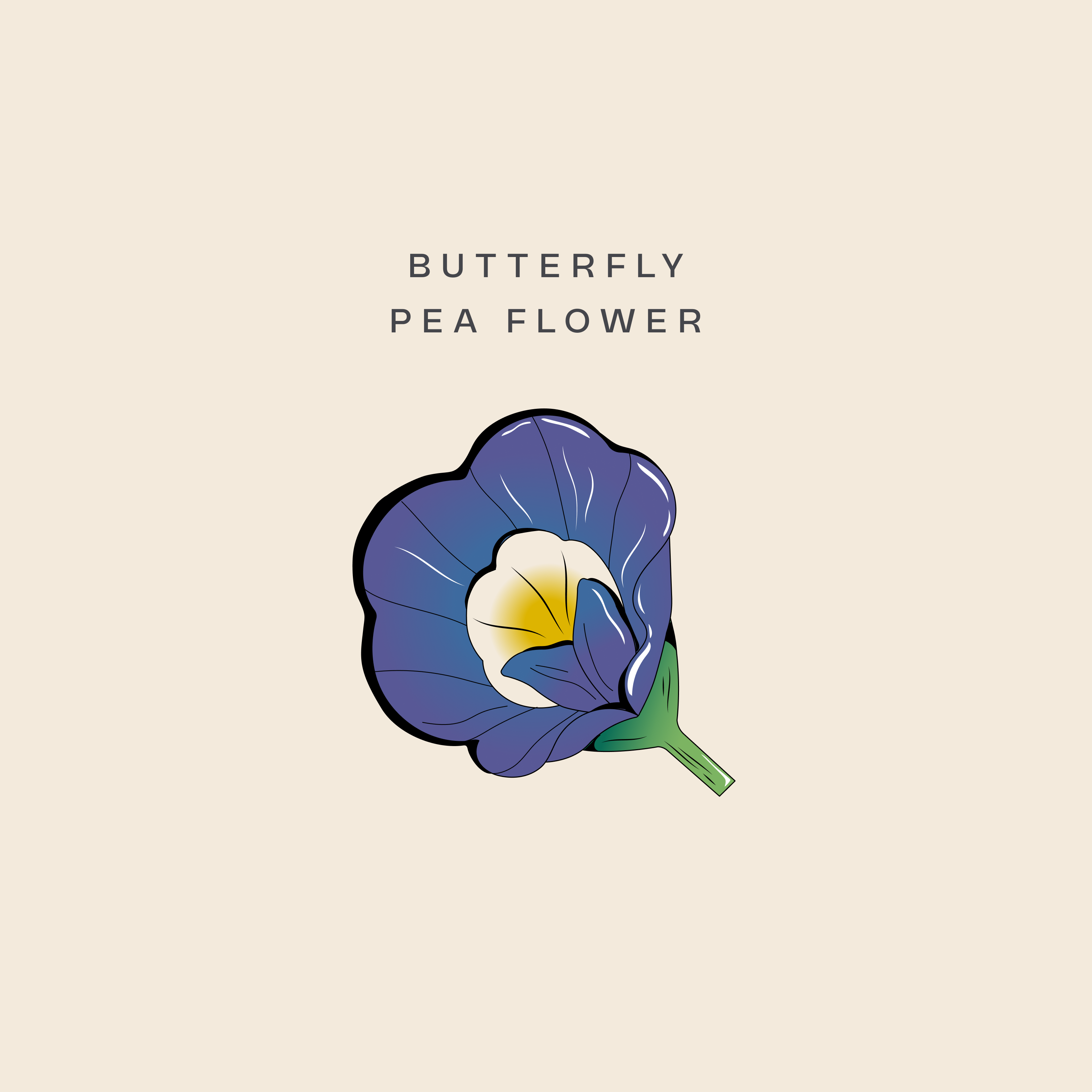 Illustration of butterfly pea flower, a key botanical in Brass Lion Butterfly Pea Gin