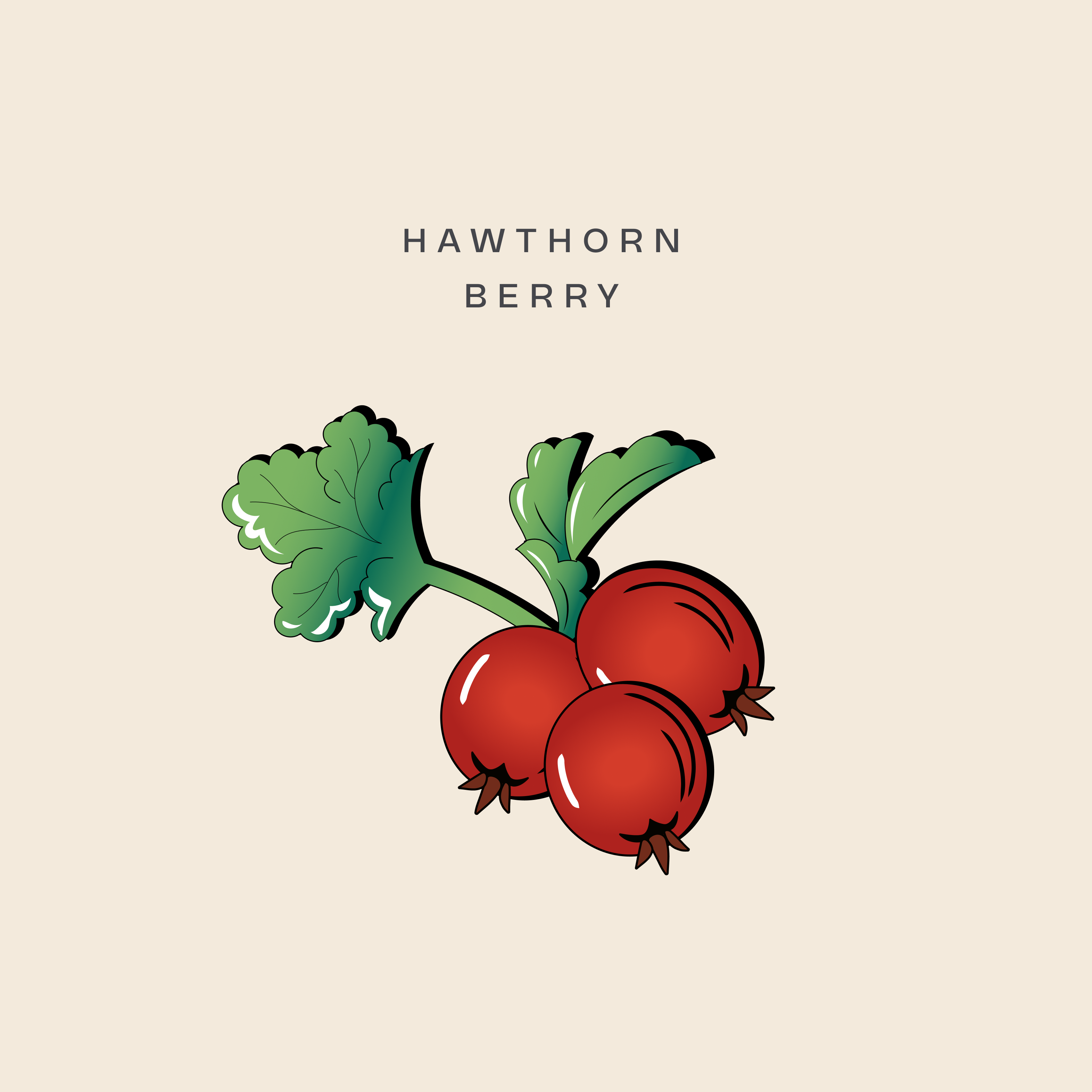 Illustration of hawthorn berries featured in Brass Lion Hawthorn Gin