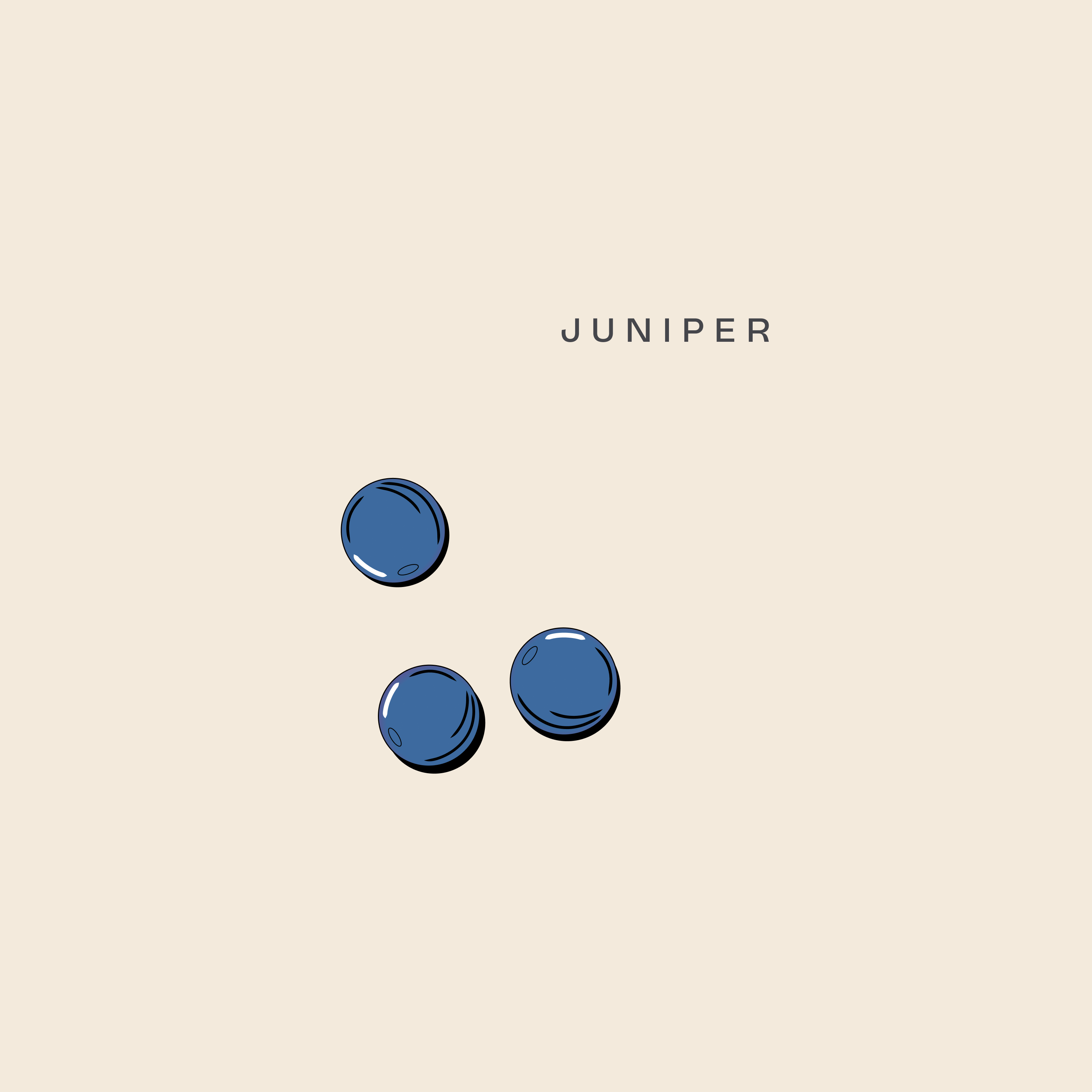 Illustration of juniper berries, a core botanical in all Brass Lion Gins