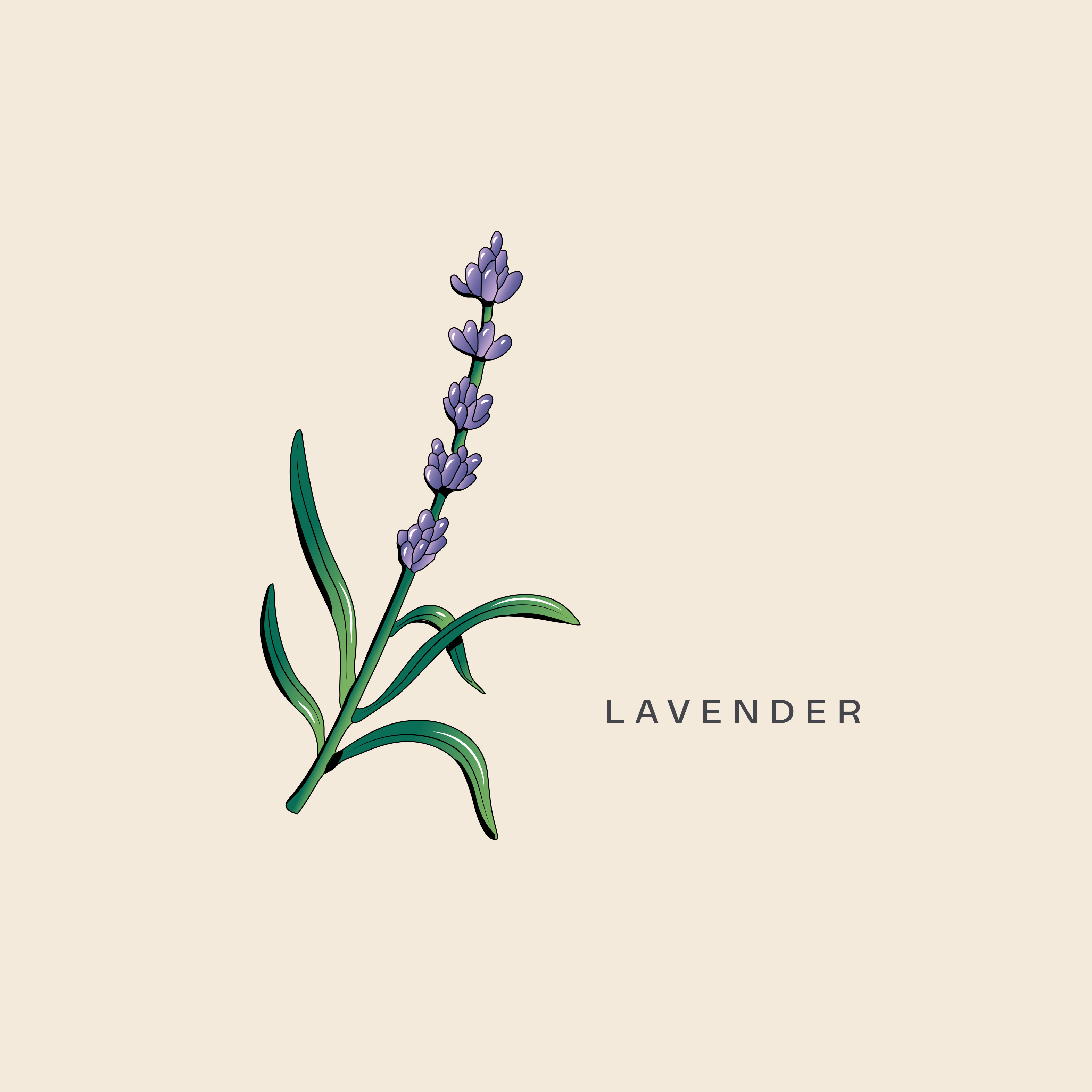 Illustration of lavender sprig used for floral notes in Brass Lion Butterfly Pea Gin